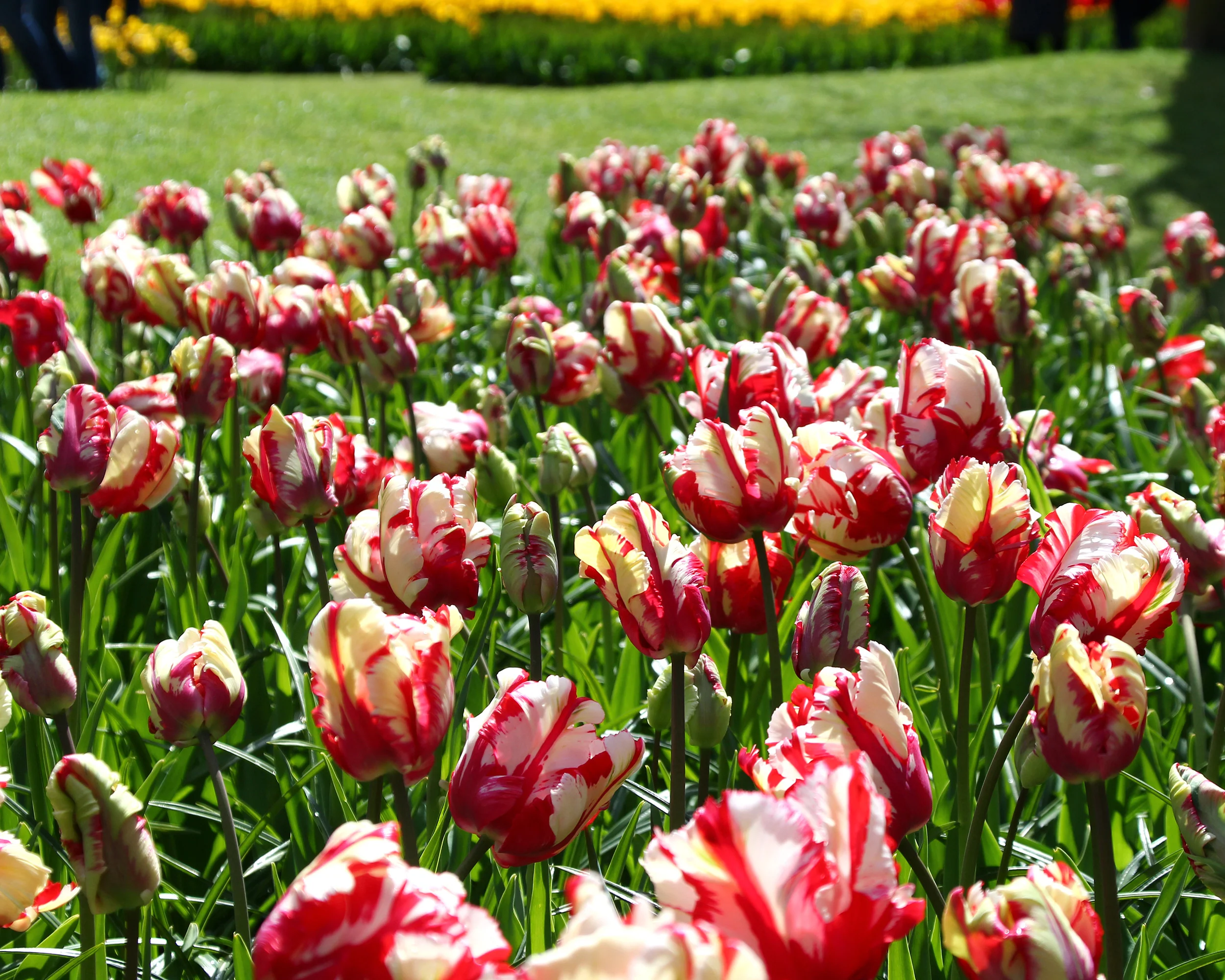 Tulip 'Estella Rijnveld' - Image 3